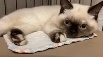N.H 様のお迎えした子猫