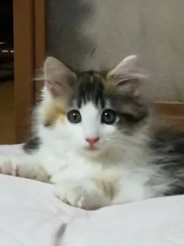 ごろにゃん 様のお迎えした子猫