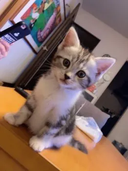 カヨ 様のお迎えした子猫