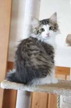 志をん 様のお迎えした子猫