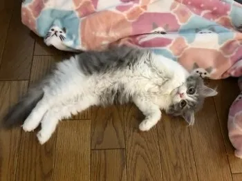 まい 様のお迎えした子猫