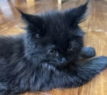 あんちょび 様のお迎えした子猫