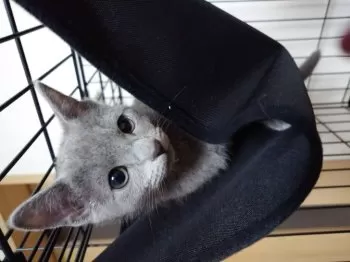 H.O 様のお迎えした子猫
