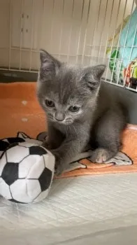 ノエママ 様のお迎えした子猫