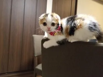 かおりん 様のお迎えした子猫