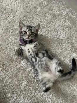 S.N 様のお迎えした子猫