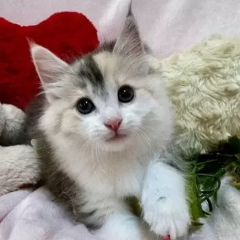 H.N 様のお迎えした子猫