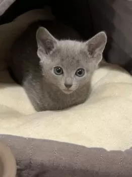 A.K 様のお迎えした子猫