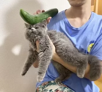 あやの 様のお迎えした子猫