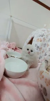 あき 様のお迎えした子猫