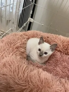 いく 様のお迎えした子猫