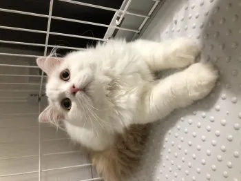 ママたろう 様のお迎えした子猫