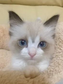 ゆゆ 様のお迎えした子猫