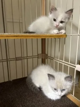 銀ネコ 様のお迎えした子猫