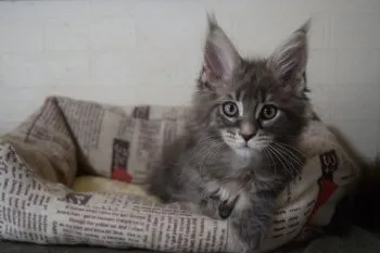 シン 様のお迎えした子猫