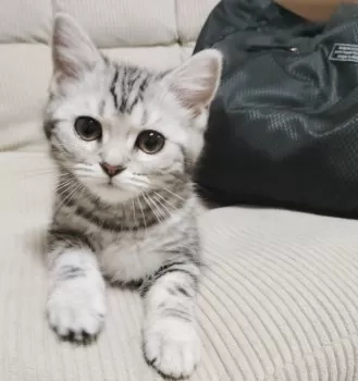 M.M 様のお迎えした子猫