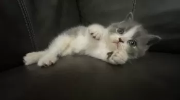 蘭丸お兄ちゃん 様のお迎えした子猫
