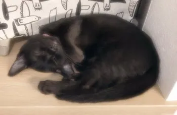 nana 様のお迎えした子猫