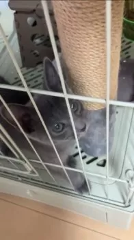 Y.N 様のお迎えした子猫
