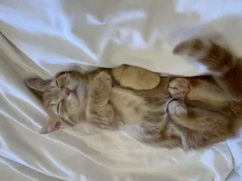 H.N 様のお迎えした子猫