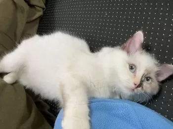 IVNO 様のお迎えした子猫