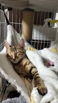 Y.K 様のお迎えした子猫