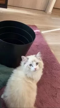 Y.S 様のお迎えした子猫