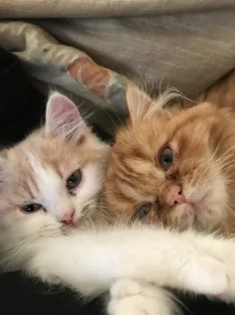 ねこどら 様のお迎えした子猫