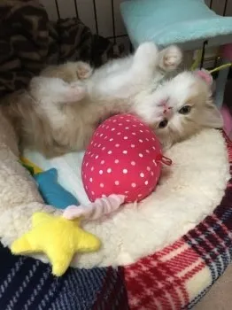 のん 様のお迎えした子猫
