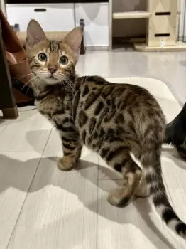 まる 様のお迎えした子猫