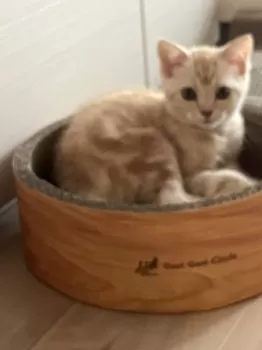 A.S 様のお迎えした子猫