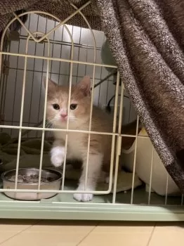 H.K 様のお迎えした子猫