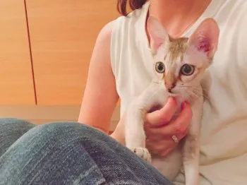 ほのママ 様のお迎えした子猫