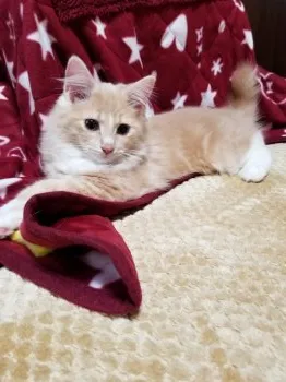 S.H 様のお迎えした子猫