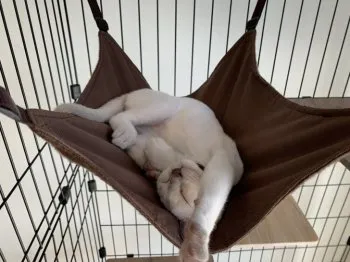 ねこぱた 様のお迎えした子猫
