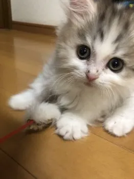 ともちん 様のお迎えした子猫