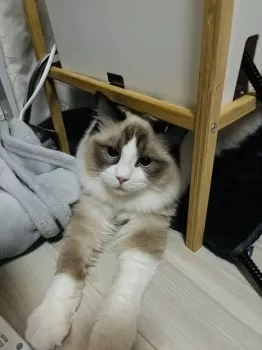 A.S 様のお迎えした子猫