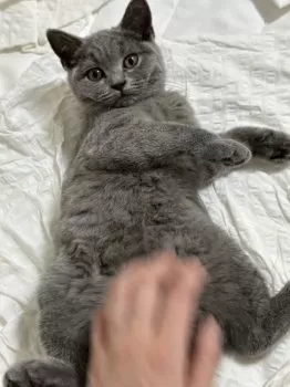 S.E 様のお迎えした子猫