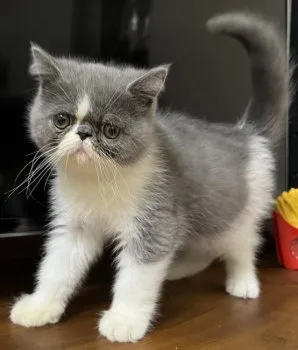 ナン 様のお迎えした子猫