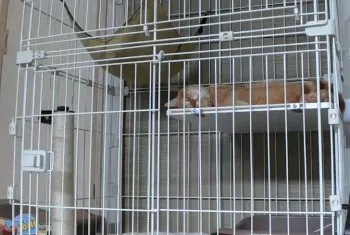 A.M 様のお迎えした子猫