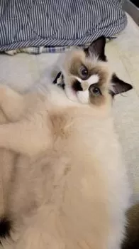 H.Ｉ 様のお迎えした子猫