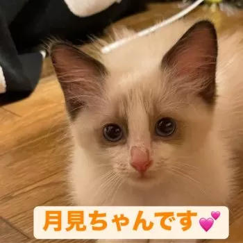 とも 様のお迎えした子猫