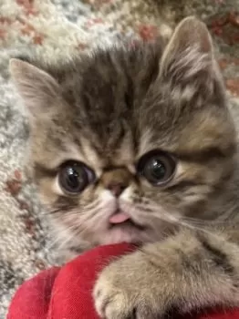 うずらママ 様のお迎えした子猫