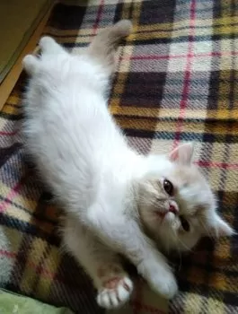 S.U 様のお迎えした子猫
