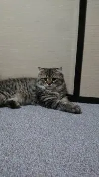 Y.A 様のお迎えした子猫