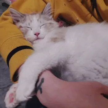 ケイ 様のお迎えした子猫