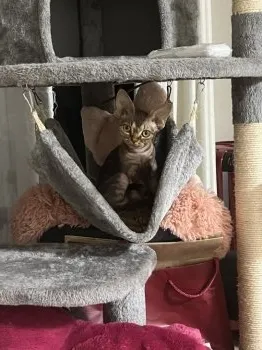 kasa 様のお迎えした子猫