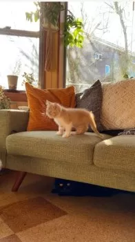 S.N 様のお迎えした子猫