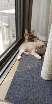 くまねこ 様のお迎えした子猫
