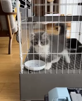 S.S 様のお迎えした子猫